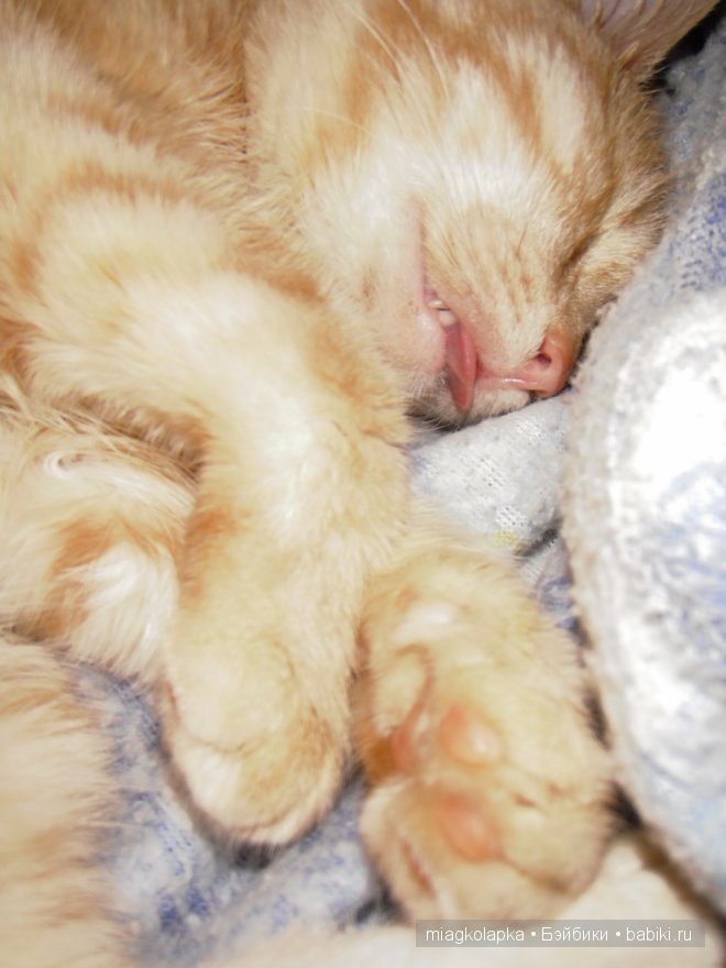 Весна....и мои Мяуки — Дневник miagkolapka