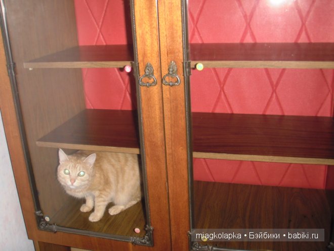 Весна....и мои Мяуки — Дневник miagkolapka