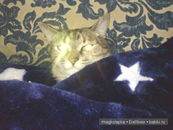 Весна....и мои Мяуки — Дневник miagkolapka (фото 10)