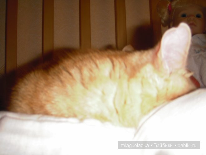 Весна....и мои Мяуки — Дневник miagkolapka