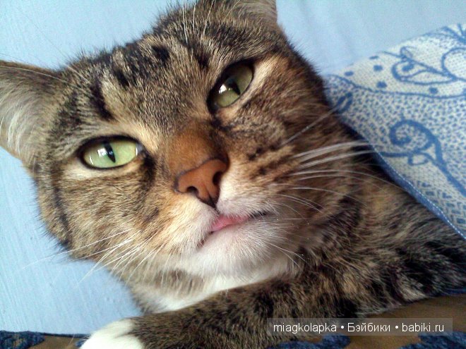 Весна....и мои Мяуки — Дневник miagkolapka (фото 7)