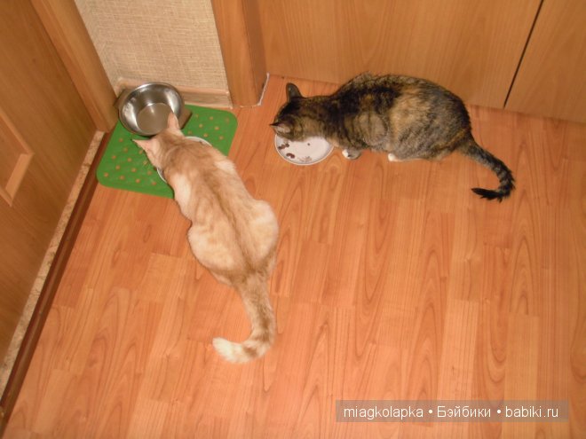 Весна....и мои Мяуки — Дневник miagkolapka