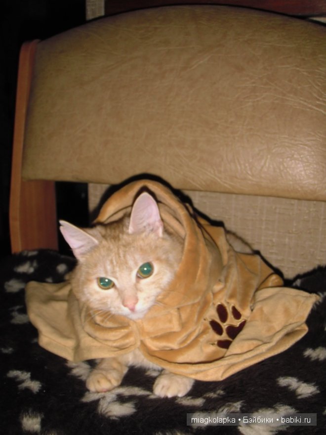 Весна....и мои Мяуки — Дневник miagkolapka