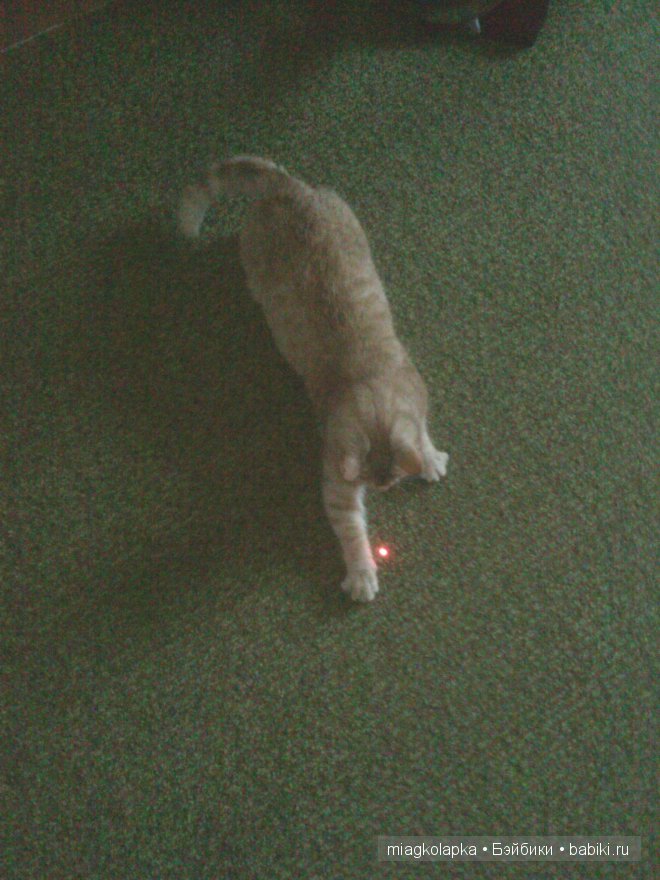 Весна....и мои Мяуки — Дневник miagkolapka