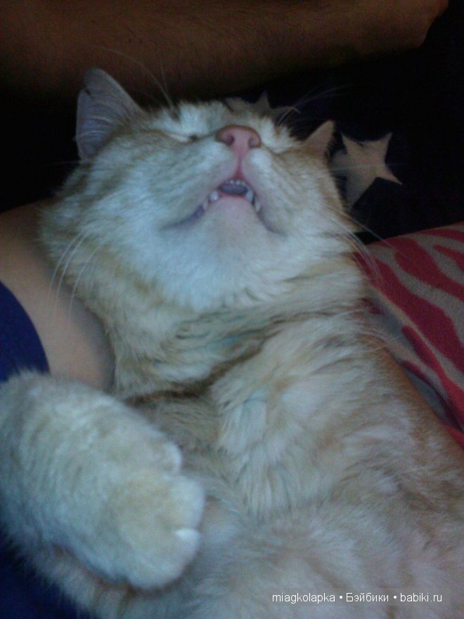 Весна....и мои Мяуки — Дневник miagkolapka