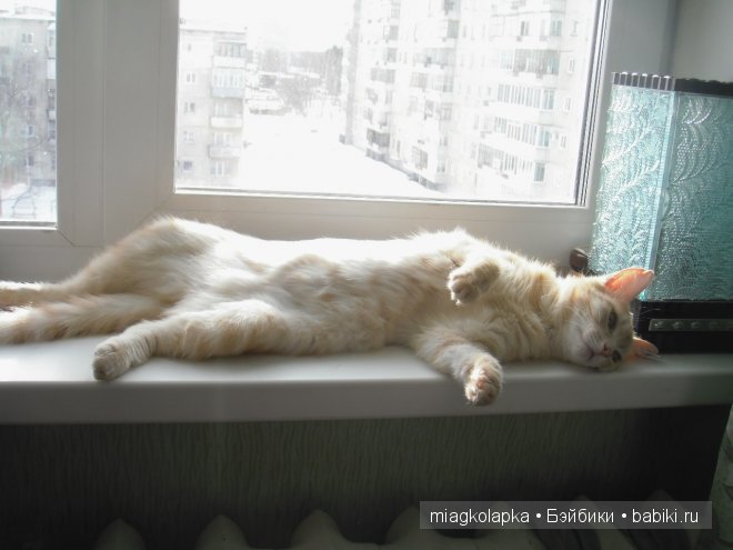 Весна....и мои Мяуки — Дневник miagkolapka