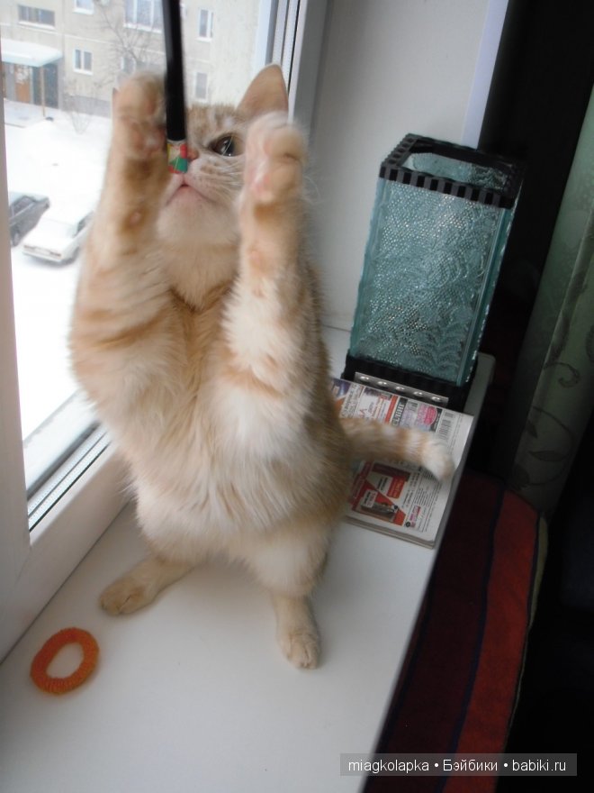 Весна....и мои Мяуки — Дневник miagkolapka