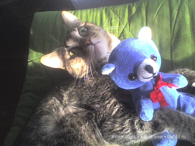 Весна....и мои Мяуки — Дневник miagkolapka