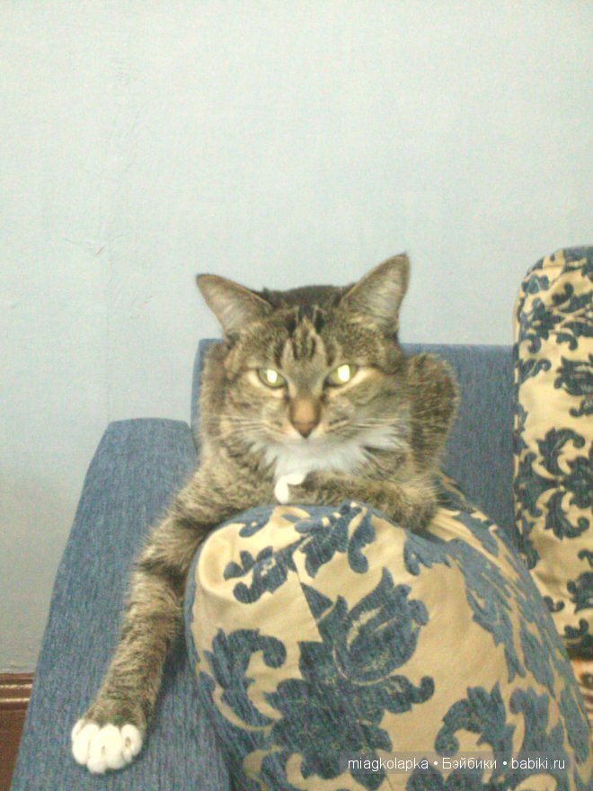 Весна....и мои Мяуки — Дневник miagkolapka (фото 4)