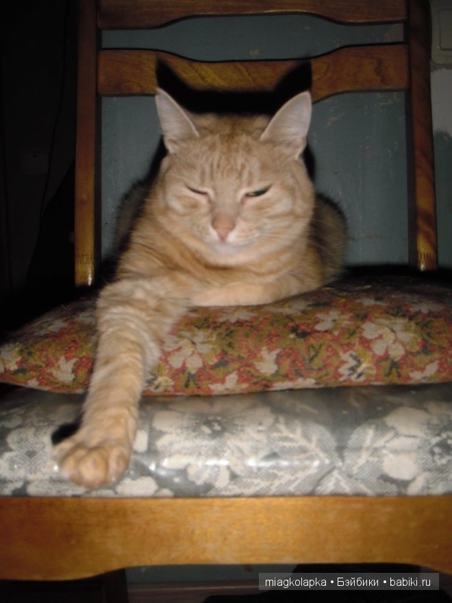 Весна....и мои Мяуки — Дневник miagkolapka