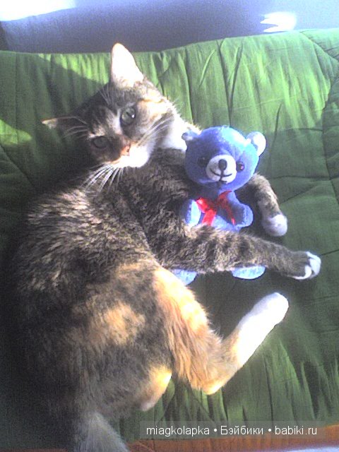 Весна....и мои Мяуки — Дневник miagkolapka