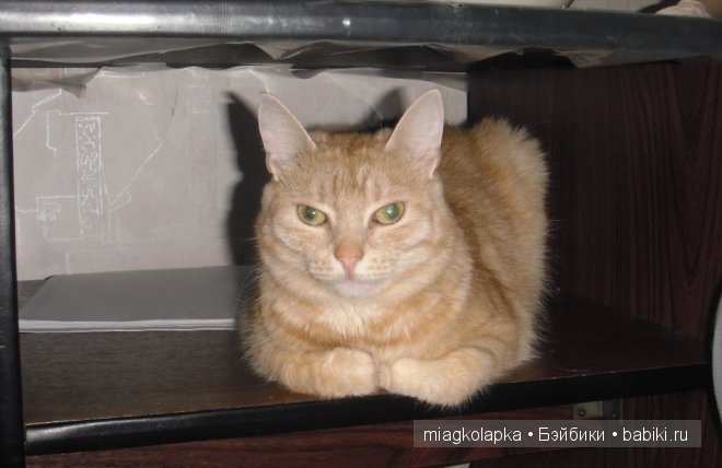 Весна....и мои Мяуки — Дневник miagkolapka