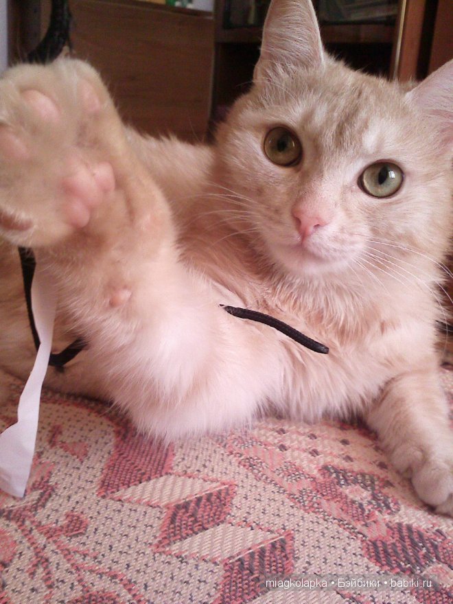 Весна....и мои Мяуки — Дневник miagkolapka