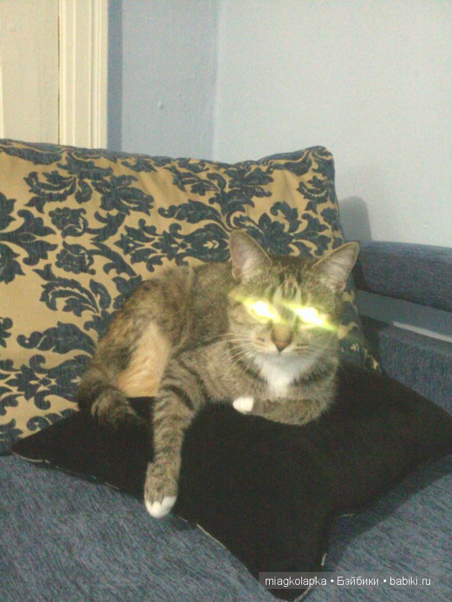 Весна....и мои Мяуки — Дневник miagkolapka (фото 2)