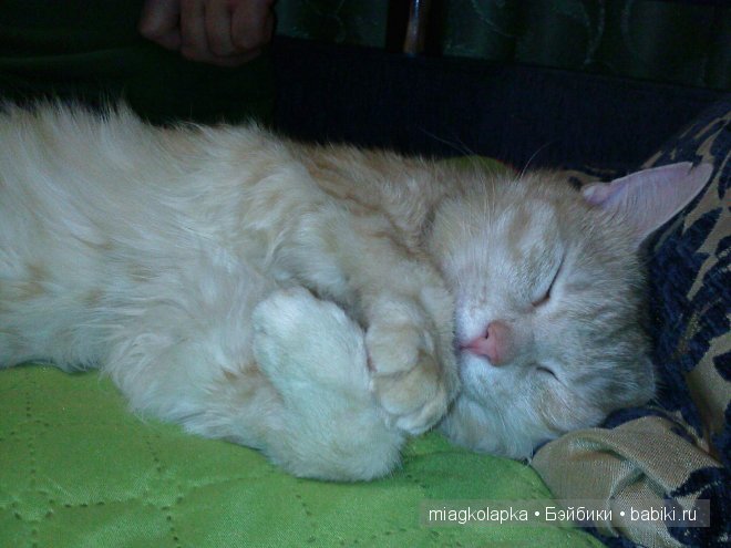 Весна....и мои Мяуки — Дневник miagkolapka