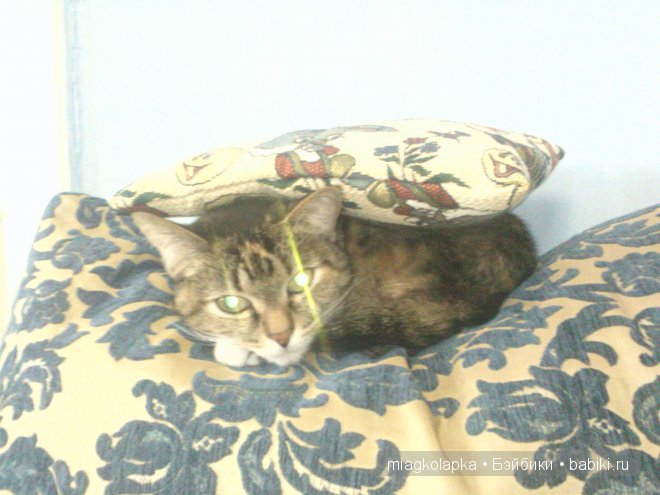 Весна....и мои Мяуки — Дневник miagkolapka (фото 8)