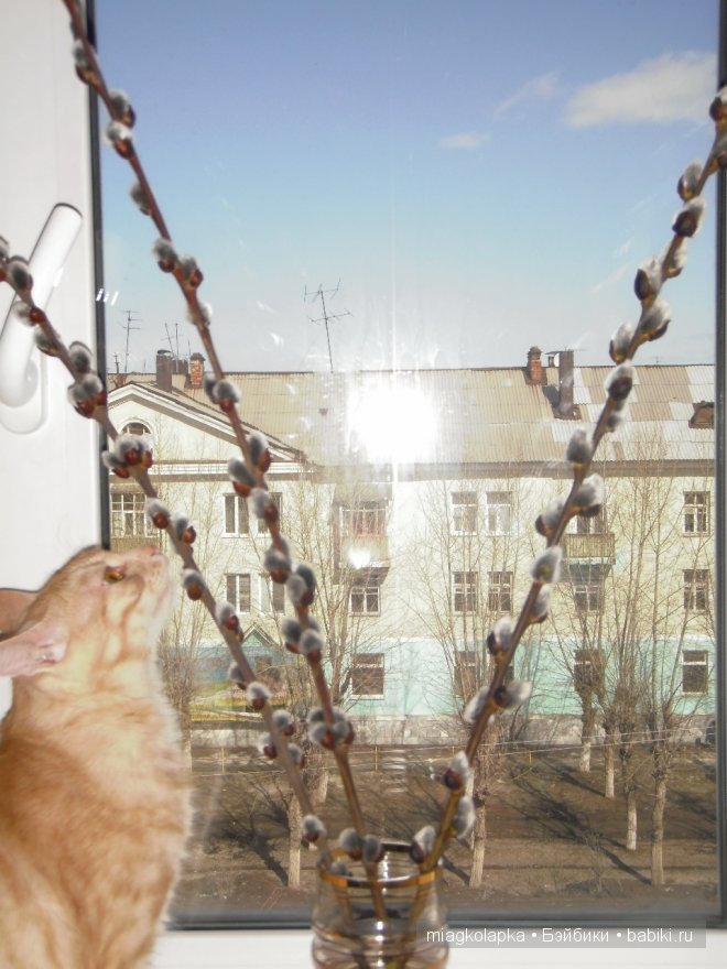 Весна....и мои Мяуки — Дневник miagkolapka