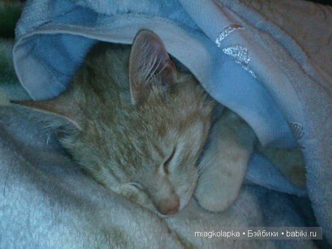 Весна....и мои Мяуки — Дневник miagkolapka