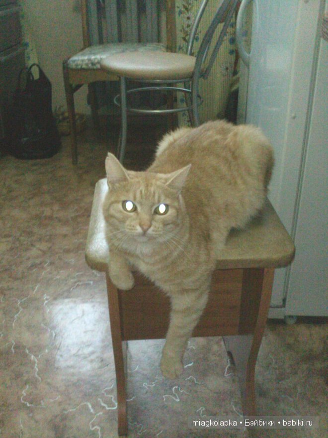 Весна....и мои Мяуки — Дневник miagkolapka