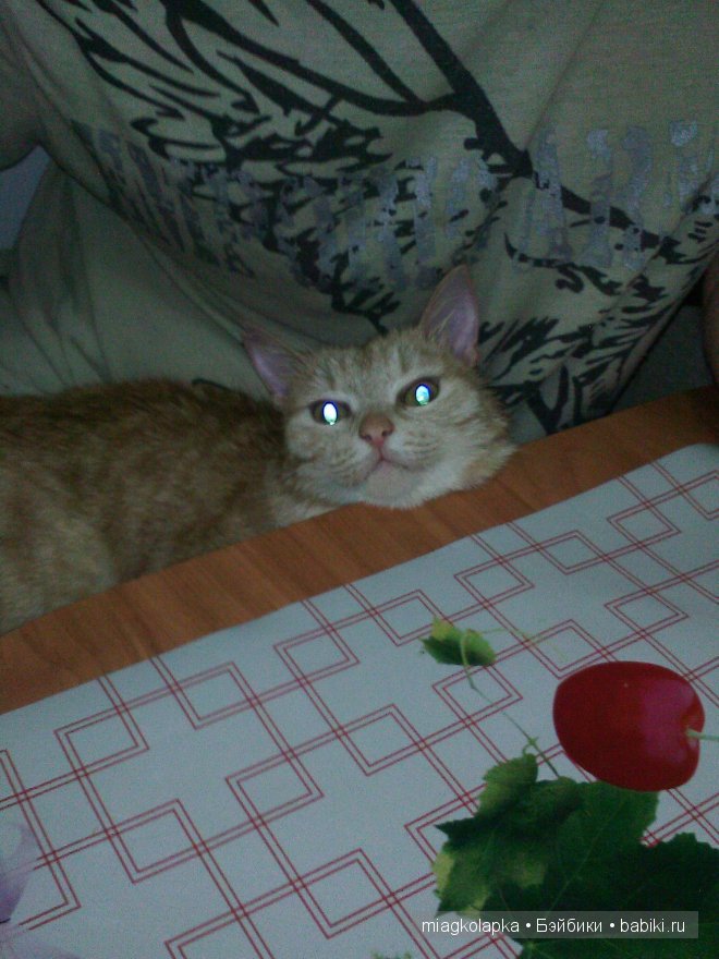 Весна....и мои Мяуки — Дневник miagkolapka