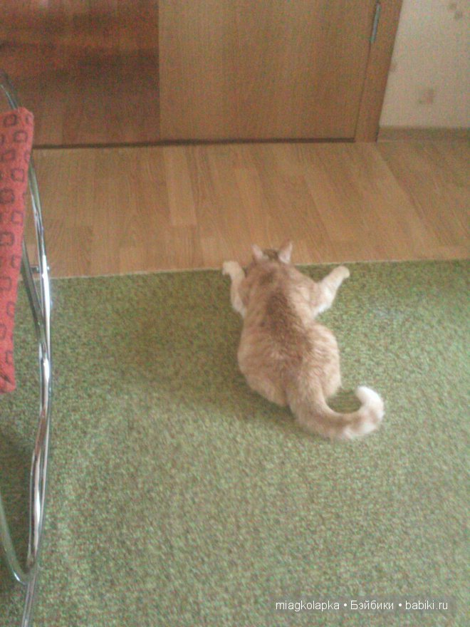 Весна....и мои Мяуки — Дневник miagkolapka