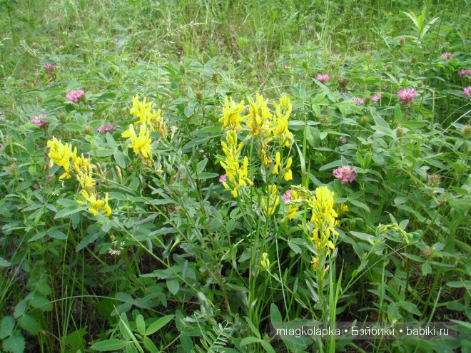Окунемся в лето,кто со мной??? или природа нашего края