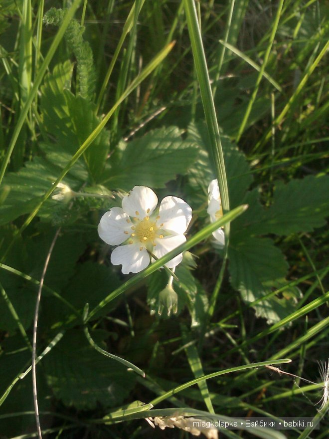 Окунемся в лето,кто со мной??? или природа нашего края (фото 7)