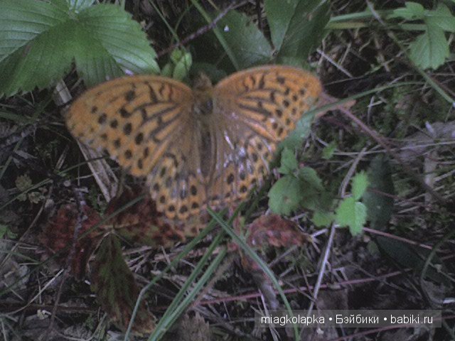 Окунемся в лето,кто со мной??? или природа нашего края (фото 2)