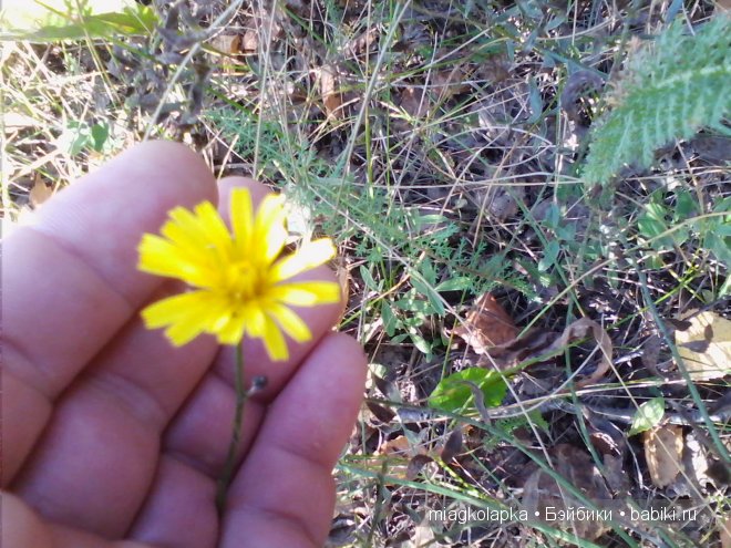 Окунемся в лето,кто со мной??? или природа нашего края