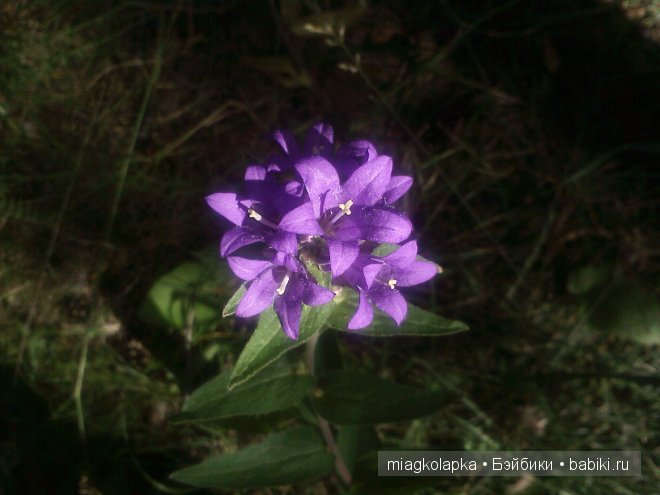 Окунемся в лето,кто со мной??? или природа нашего края (фото 8)