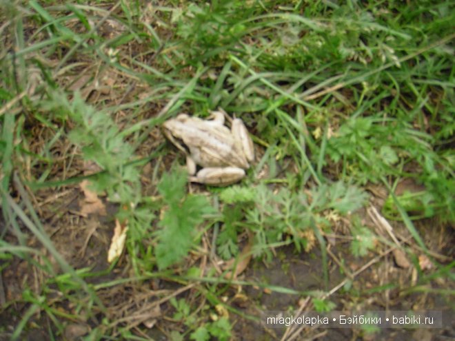 Окунемся в лето,кто со мной??? или природа нашего края