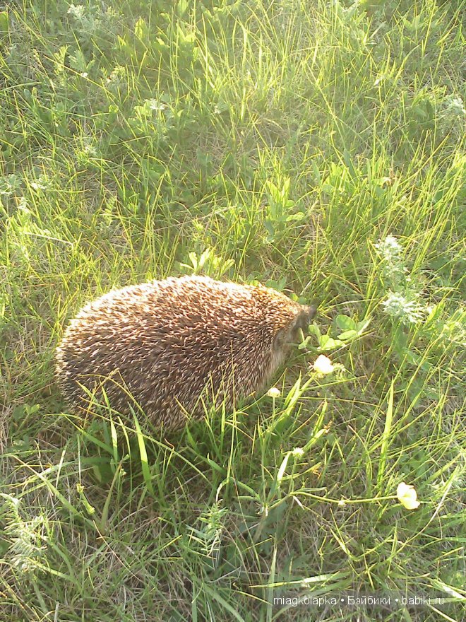 Окунемся в лето,кто со мной??? или природа нашего края