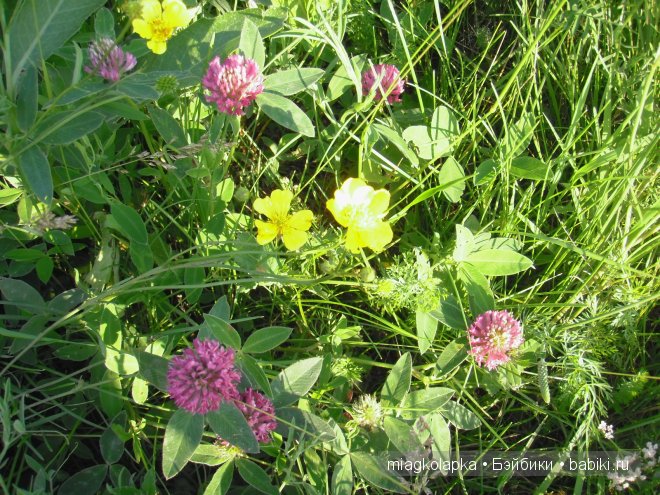 Окунемся в лето,кто со мной??? или природа нашего края