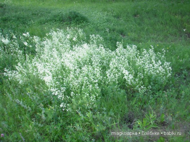 Окунемся в лето,кто со мной??? или природа нашего края