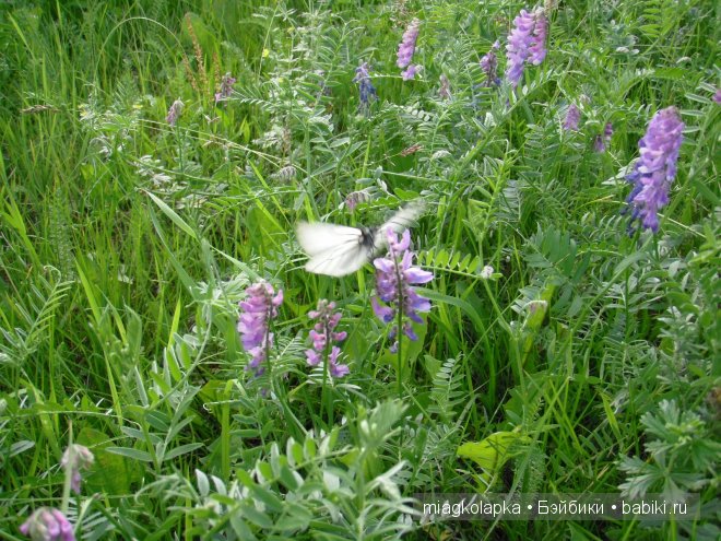 Окунемся в лето,кто со мной??? или природа нашего края
