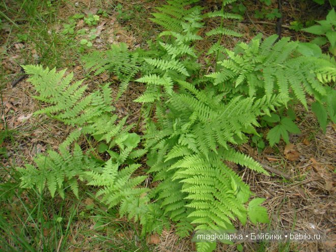 Окунемся в лето,кто со мной??? или природа нашего края