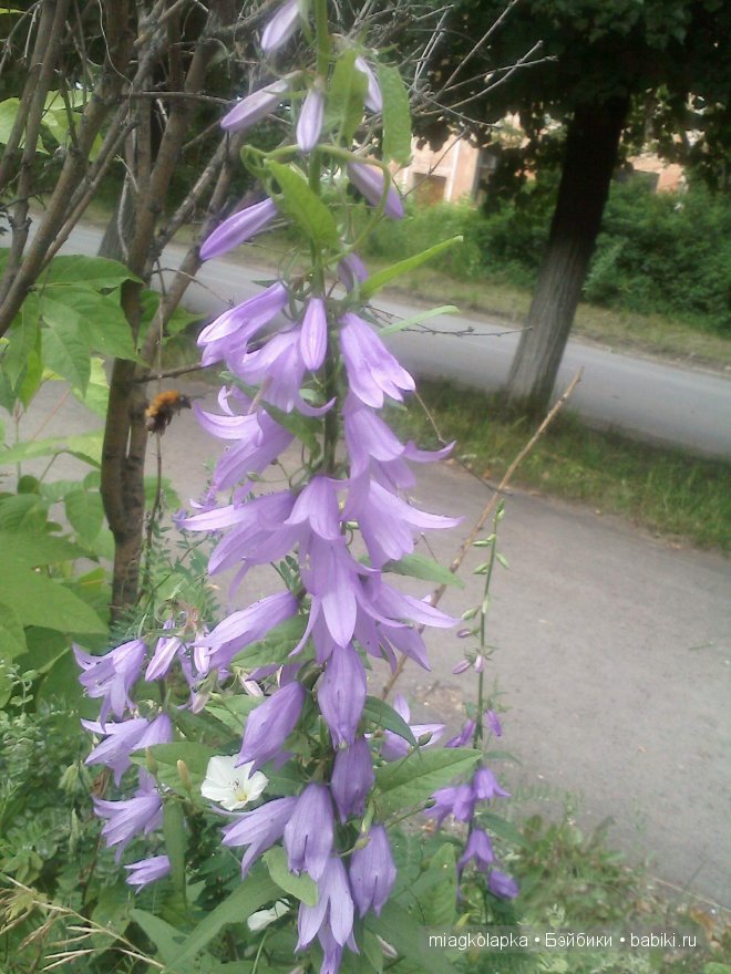 Окунемся в лето,кто со мной??? или природа нашего края