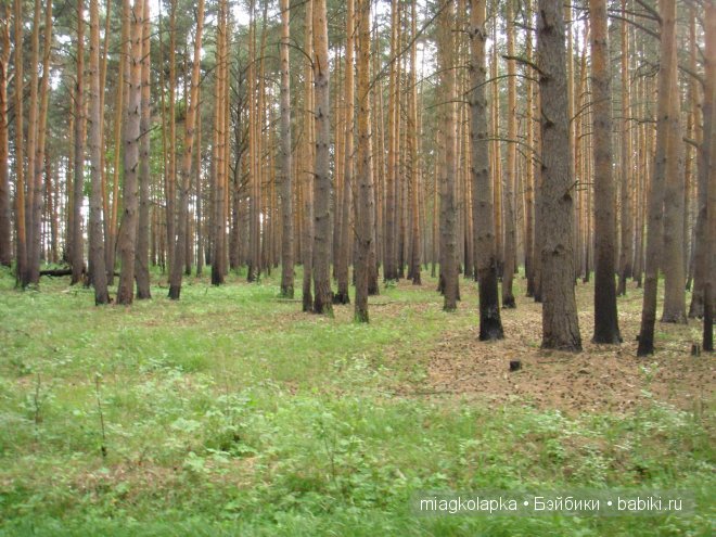 Окунемся в лето,кто со мной??? или природа нашего края