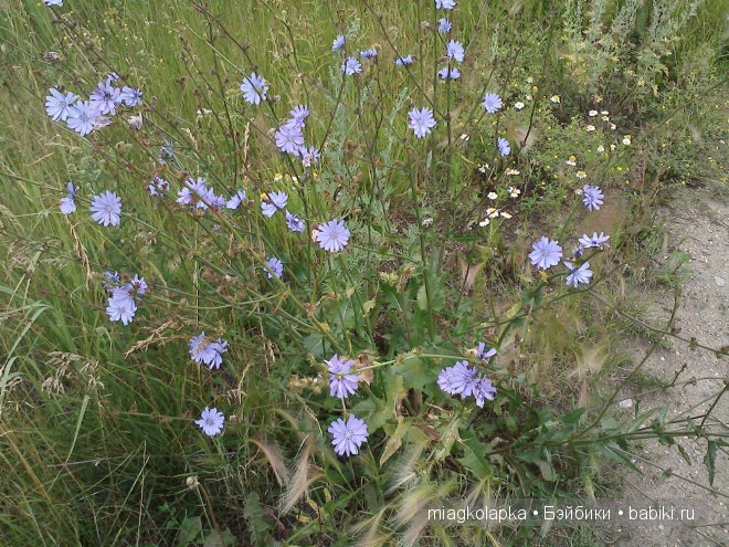 Окунемся в лето,кто со мной??? или природа нашего края