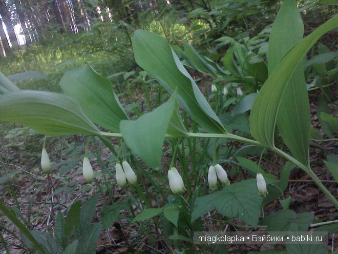 Окунемся в лето,кто со мной??? или природа нашего края (фото 4)