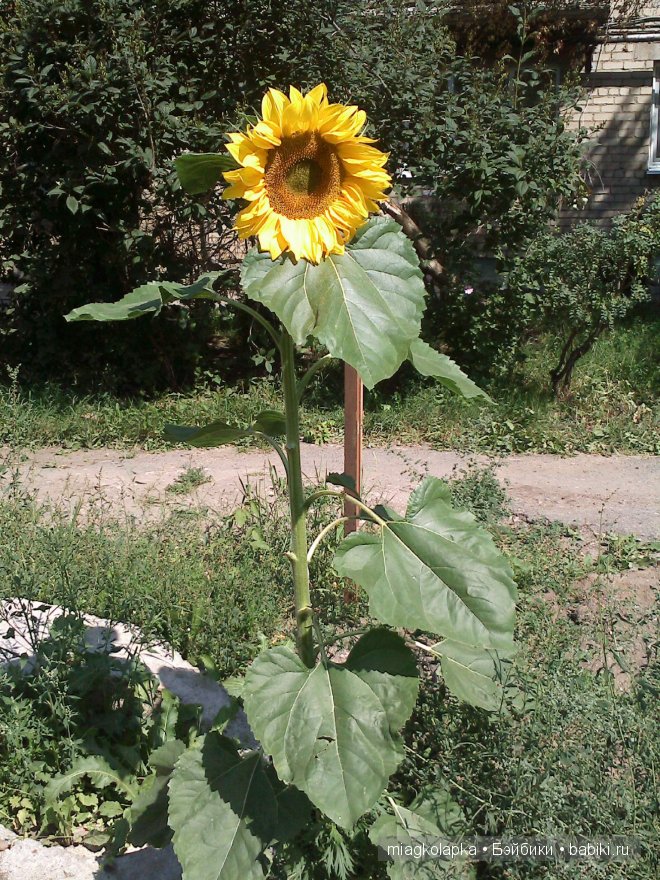 Окунемся в лето,кто со мной??? или природа нашего края (фото 10)