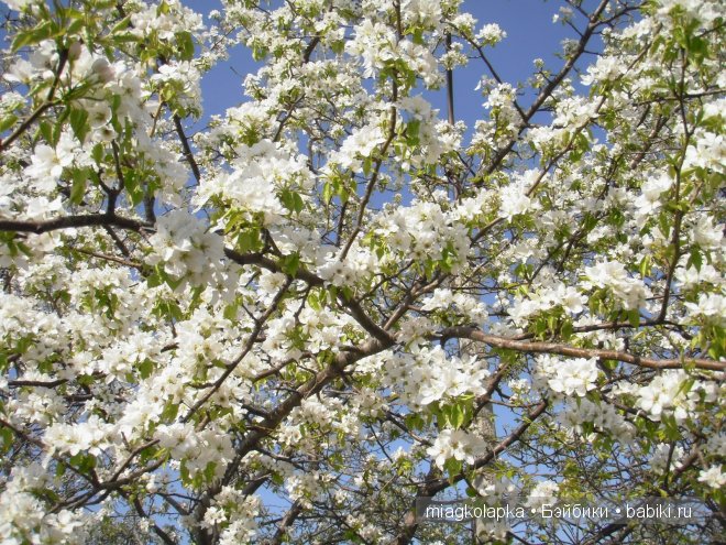 Окунемся в лето,кто со мной??? или природа нашего края