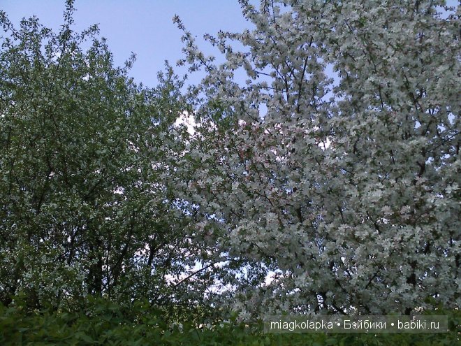 Окунемся в лето,кто со мной??? или природа нашего края