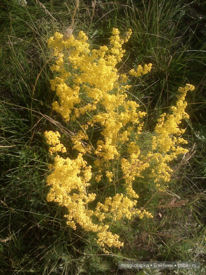 Окунемся в лето,кто со мной??? или природа нашего края