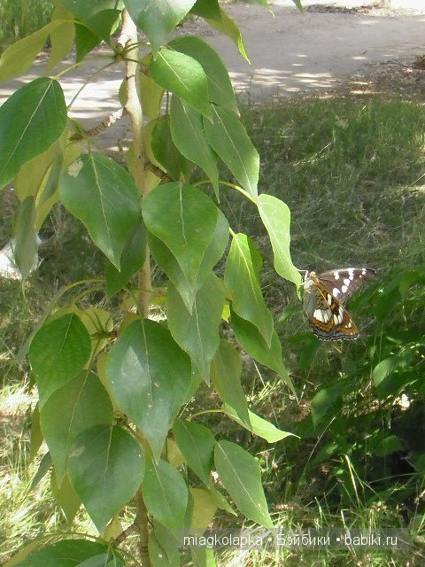 Окунемся в лето,кто со мной??? или природа нашего края