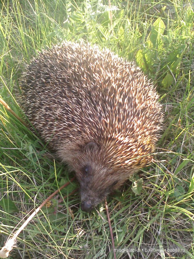 Окунемся в лето,кто со мной??? или природа нашего края (фото 5)