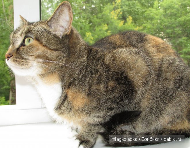 Конфеткины обновочки,Бегемоша,новый кулон "Сердце не камень" и кошка Ася))) | Бэйбики Конфеткины обновочки,Бегемоша,новый кулон "Сердце не камень" и кошка Ася))) (фото 3)