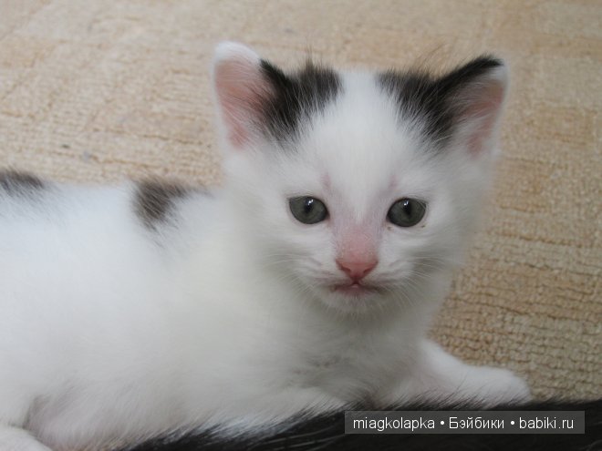 Умка,значит по Чукотски-медведь (фото 4)