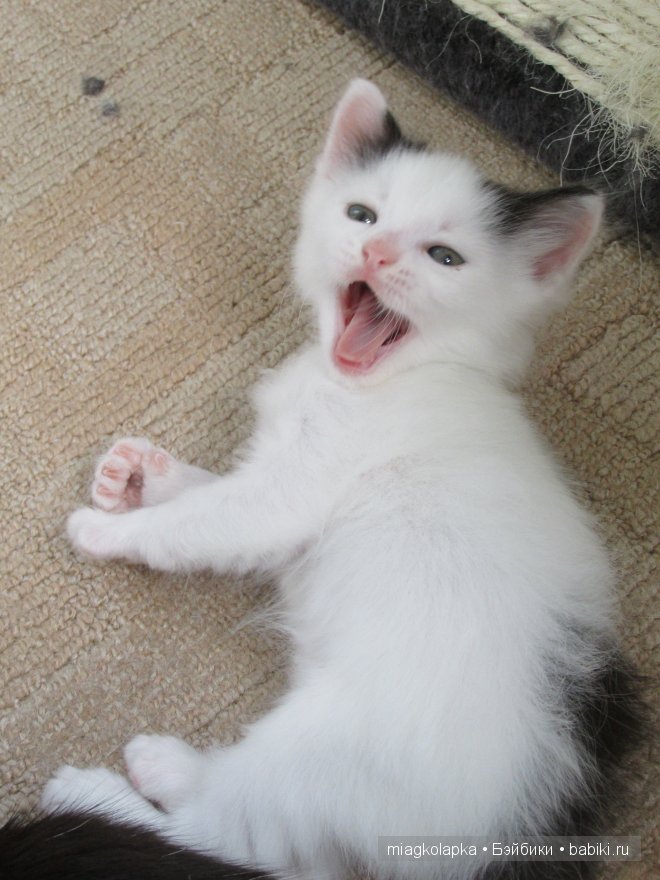 Умка,значит по Чукотски-медведь (фото 5)