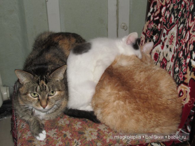 Умка,значит по Чукотски-медведь